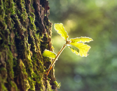 Fototapeta Rama naciendo de un árbol