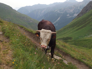 Tour du Mont Blanc - alpejskia krowa © Iwona