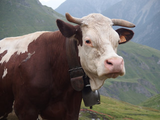 Fototapeta na wymiar Tour du Mont Blanc - alpejska krowa, po drodze z Rif. Frassati do La Salle