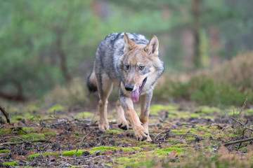 Naklejka na ściany i meble Gray (or Grey) Wolves (Canis lupus) in the Bayerischer Wald National Park in Bavaria, Germany Alaska czech republic
