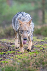 Gray (or Grey) Wolves (Canis lupus) in the Bayerischer Wald National Park in Bavaria, Germany Alaska czech republic