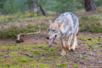 Gray (or Grey) Wolves (Canis lupus) in the Bayerischer Wald National Park in Bavaria, Germany Alaska czech republic