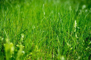 Background of a green grass. Green grass texture Green grass of a field, meadow.protection of environment. protect the environment concept.