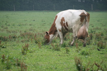 Milchkuh aud der Wiese beim grasen