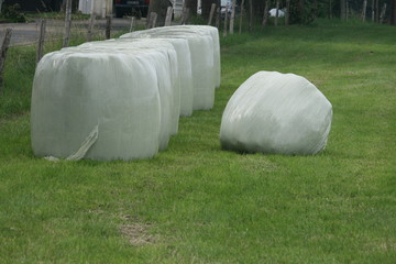 Silomasse in Ballen  Agrarindustrie f&uuml;r biogaserzeugung