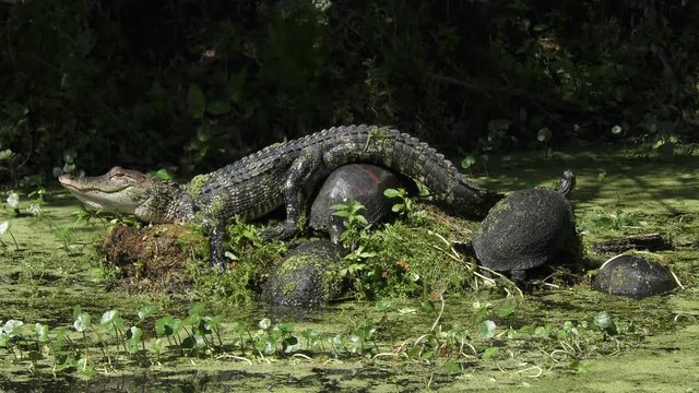 Young alligator sunning with turtles in Florida swamp