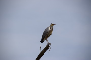 heron cendré