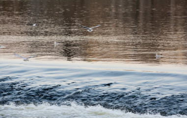 Seagulls flock flying over the river. 