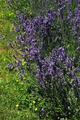 Obraz premium Lavand plant with lila flowers
