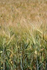 Gerstenfeld, barley field in Altlandsberg, Germany