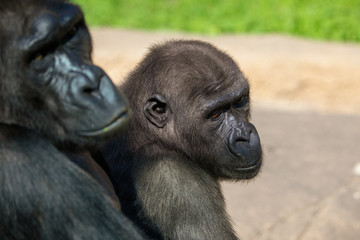 Portrait of a gorilla in the park