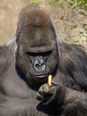 Obraz premium Gorilla eats bread in her hand in the park