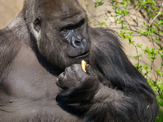 Gorilla eats bread in her hand in the park