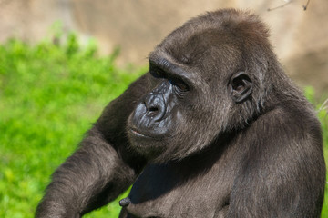 Portrait of a gorilla in the park