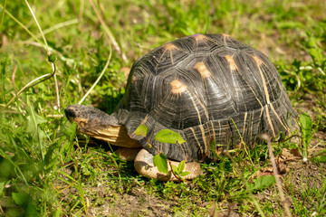 Portrait of a turtle in a zoo