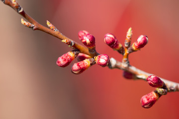 Flowers blossom on a tree apricot in the spring