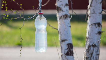 Collection of birch sap in a plastic bottle