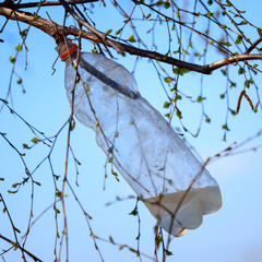 Collection of birch sap in a plastic bottle