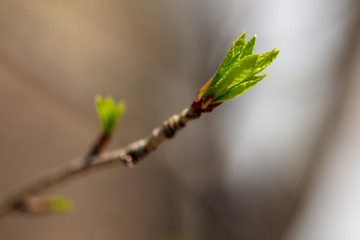 Kidney leaves on a tree in the spring