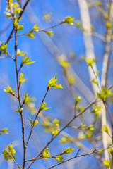 Kidney leaves on a tree in the spring