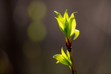 Kidney leaves on a tree in the spring