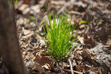 Green grass in the woods in the nature
