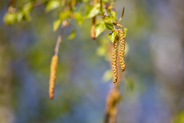 Flowers on a birch tree in the spring