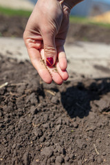 A woman planting seeds in the soil in the garden