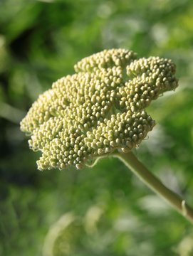 buds and flowers of Achillea clypeolata - yarrow plant