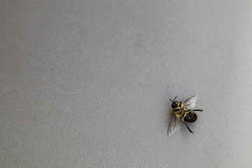 Dead bee insect on a grey textured background