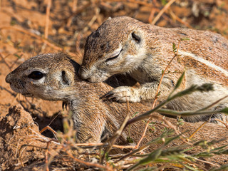 Striped Ground Squirrel, Xerus erythropus, watch the surroundings, Kalahari, South Africa
