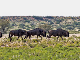 Fototapeta na wymiar Wildebeest, Connochaetes t.taurinus,, Kalahari South Africa