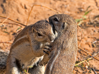 Striped Ground Squirrel, Xerus erythropus, looking for food in Kalahari, South Africa