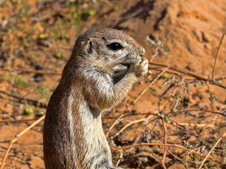 Striped Ground Squirrel, Xerus erythropus, looking for food in Kalahari, South Africa