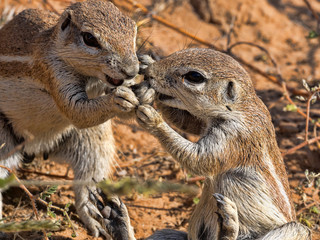 Striped Ground Squirrel, Xerus erythropus, looking for food in Kalahari, South Africa