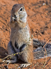 Striped Ground Squirrel, Xerus erythropus, looking for food in Kalahari, South Africa