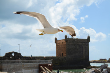 moroccan seagull