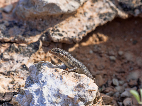 Desert Lizard in Kalahari, South Africa