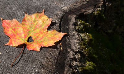 Colorful autumn leaf with natual heart shaped spot on a tree stump with room for copy. Concept of love, romance, seasons