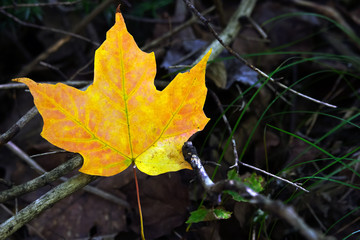 Bright yellow and orange fall leaf on a dark background of twigs and grass