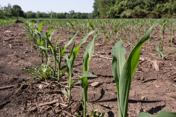 Fototapeta premium Rows of young corn ( maize ) plants in a small field surrounded by trees. 