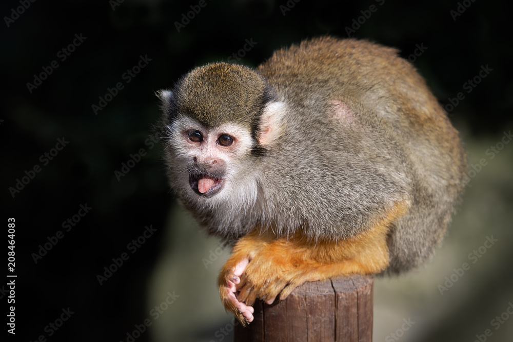 Poster a small squirrel monkey sits on a wooden post staring alert to the the left with its tongue out