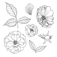 illustrations of contour beautiful roses. flower set