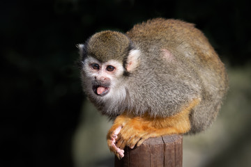 Obraz premium A small squirrel monkey sits on a wooden post staring alert to the the left with its tongue out
