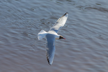 portrait of a seagull in flight