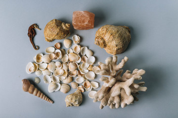 seashells, sea horse, coral on a gray background, flatplay. texture of seashells. place for text