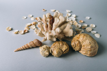 seashells, sea horse, coral on a gray background, flatplay. texture of seashells. place for text