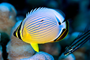 Fototapeta na wymiar Pacific Pinstriped Butterflyfish