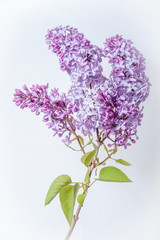 Lilac in Full Bloom