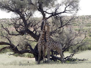 South African Giraffe Wedding Dances, Giraffa camelopardalis giraffa, Kalahari, South Africa